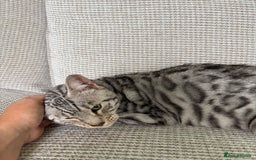 Toyger cats for sale: Superb rare silver Toyger girl  - Image 19