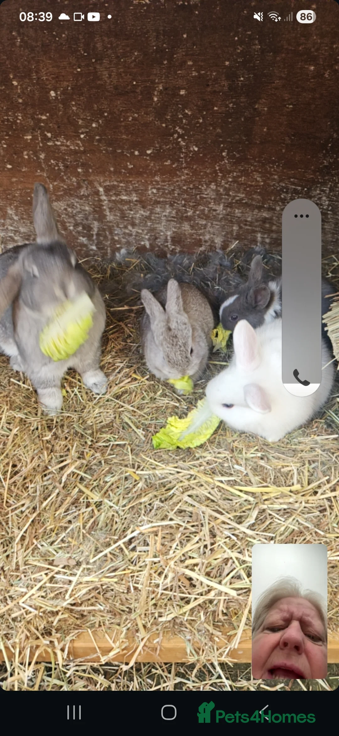 Mixed Breed rabbits for sale: 3 rabbits for sale 2 boys 1 girl in Chichester - Advert 2