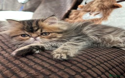 Persian cats for sale: 4 cuddly, petite Persian girls💗 - Image 14