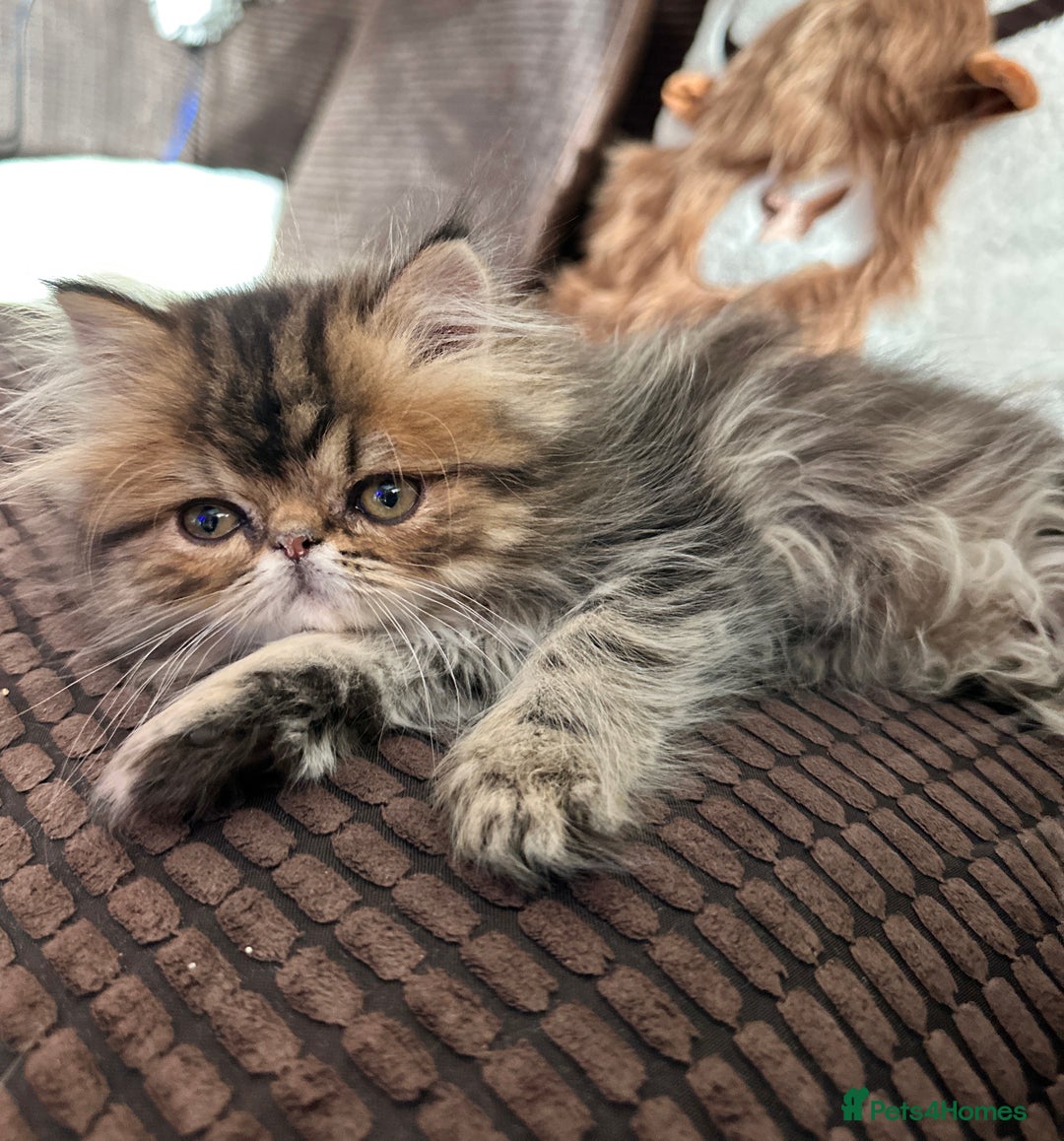 Persian cats for sale: 4 cuddly, petite Persian girls💗 - Image 14