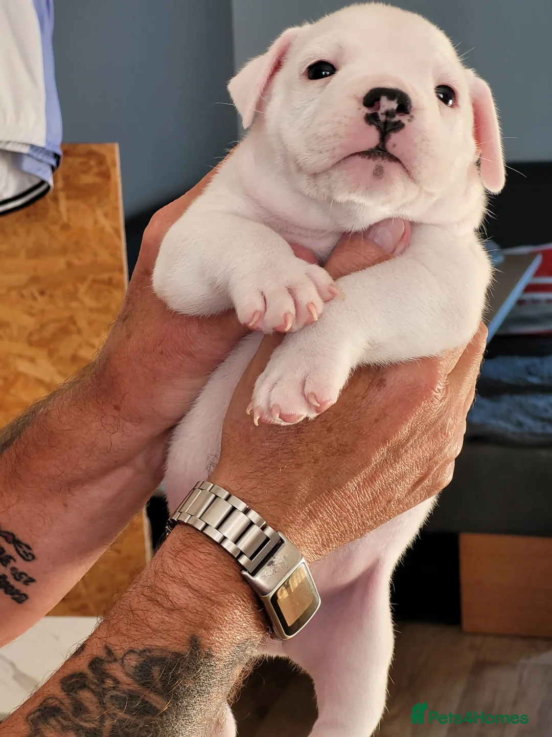 Mixed Breed dogs for sale: Bulldog Staff Cross - Advert 5