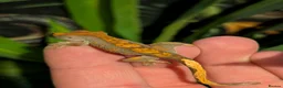 Gecko reptiles for sale: CB26 crested gecko  - Advert 6
