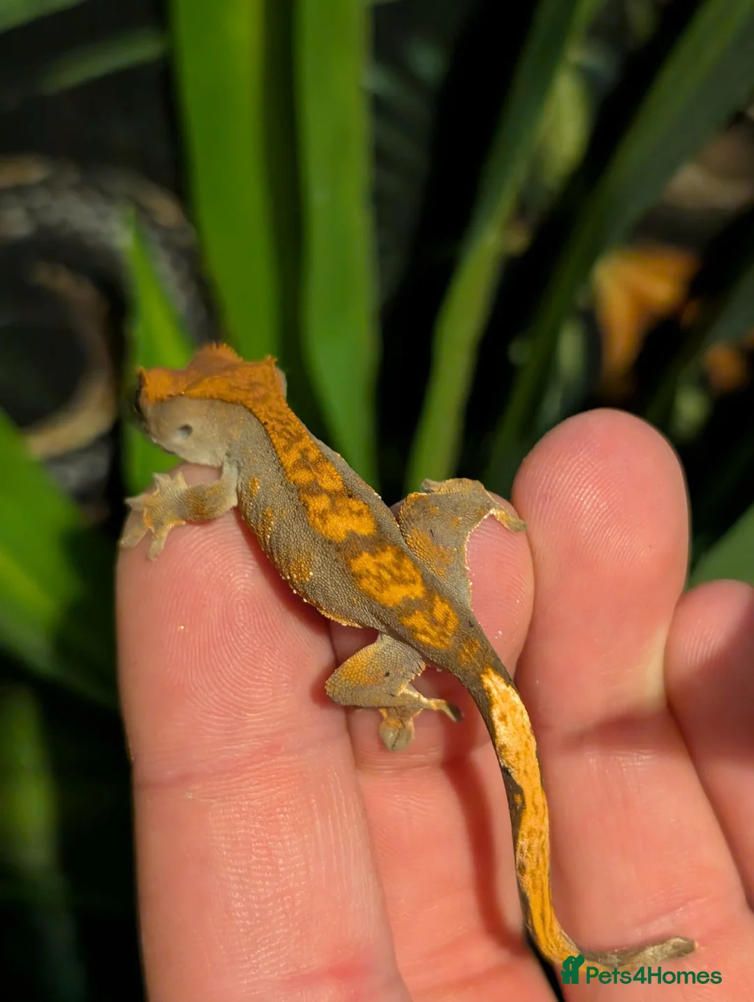 Gecko reptiles for sale: CB26 crested gecko  - Advert 6