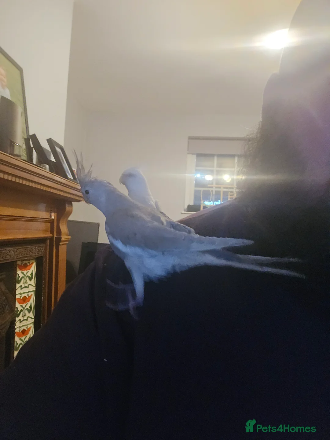 Cockatiels birds for sale: Hand Reard cockatiels with cage  in Retford - Advert 2