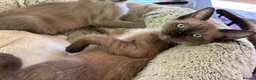 Tonkinese cats for sale: Exquisite Kittens- Tonkinese Dolls - Advert 26