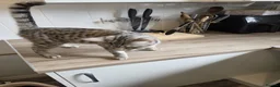 Mixed Breed cats for sale: Bengal cross and British short haired  - Advert 9