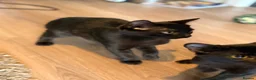 British Shorthair cats for sale: Black kittens in Burton-on-Trent - Advert 4