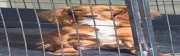 Cocker Spaniel dogs for sale: KC Registered Cocker Spaniel Health Tested puppie - Advert 1