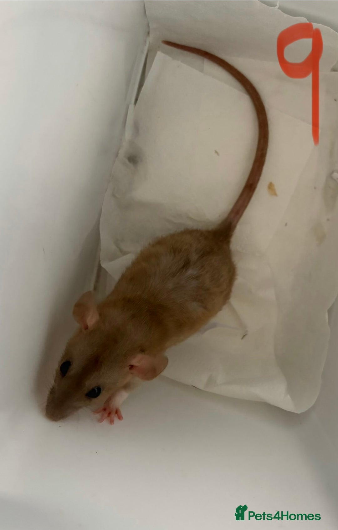 Rat rodents for sale: Mixed baby rats  - Image 32