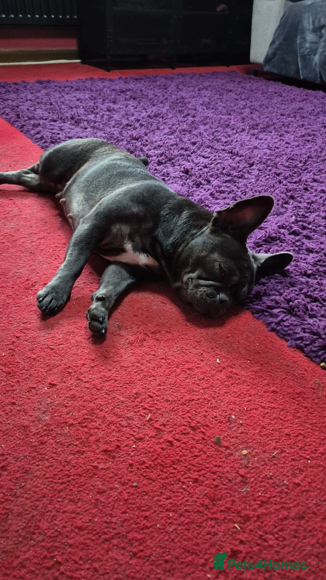 French Bulldog dogs for sale: This is Bella  - Advert 5