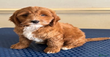 Cockapoo dogs - Advert 8