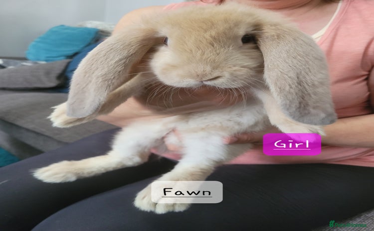 French Lop rabbits - Advert 2