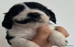 Cocker Spaniel dogs for sale: 8 cocker spaniels for reserve - Image 9