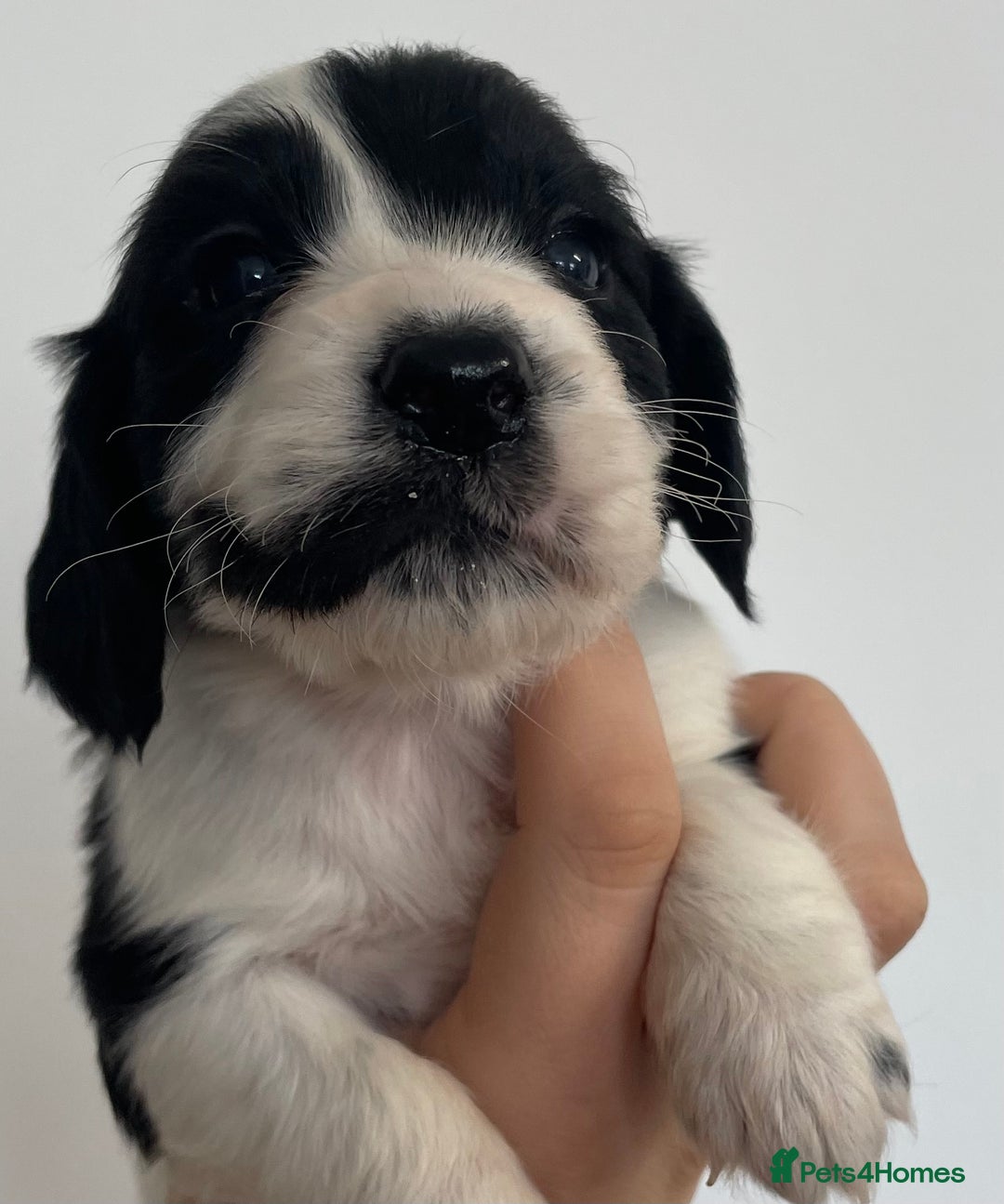 Cocker Spaniel dogs for sale: 8 cocker spaniels for reserve - Image 9