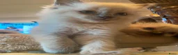 Ragdoll cats for sale: Adorable Ragdolls  - Advert 33