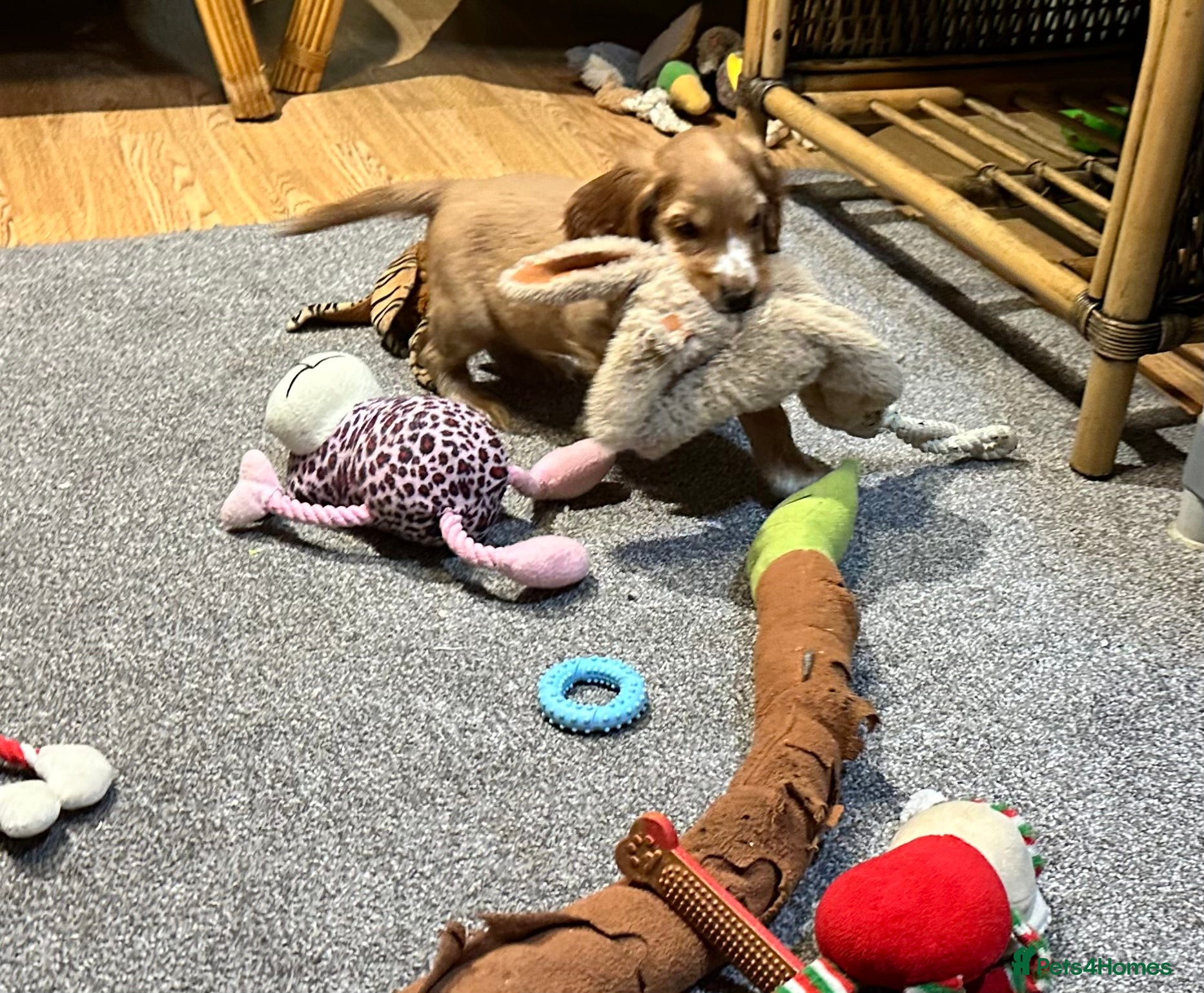 Cocker Spaniel dogs Handsome show type gold boys - Advert 2