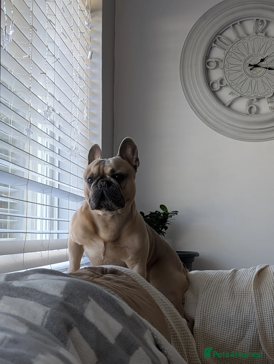 French Bulldog dogs for stud: French Bulldog for stud - Advert 2