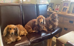 Dachshund dogs for stud: Gorgeous Boy Available as a Stud Dog - Image 5