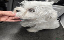 Maltese dogs for sale: 50%KOREAN KC Little Girl  - Image 5