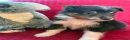Shetland Sheepdog dogs for sale: Shetland sheepdog puppies  in Crediton - Advert 7