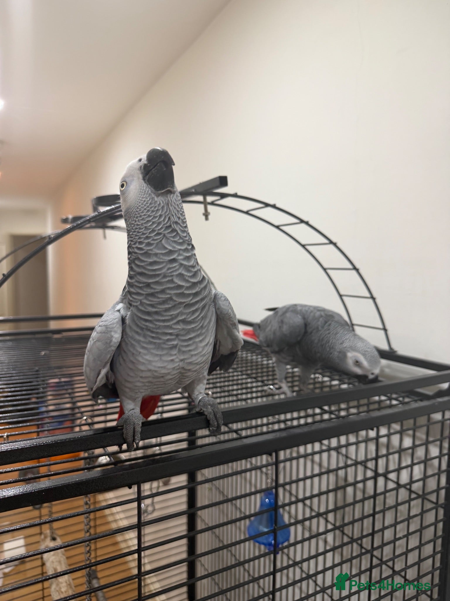 Parrots birds Breeding pair of African greys - Advert 1