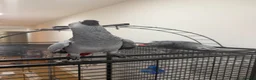 Parrots birds for sale: Breeding pair of African greys in Stockton-on-Tees - Advert 1