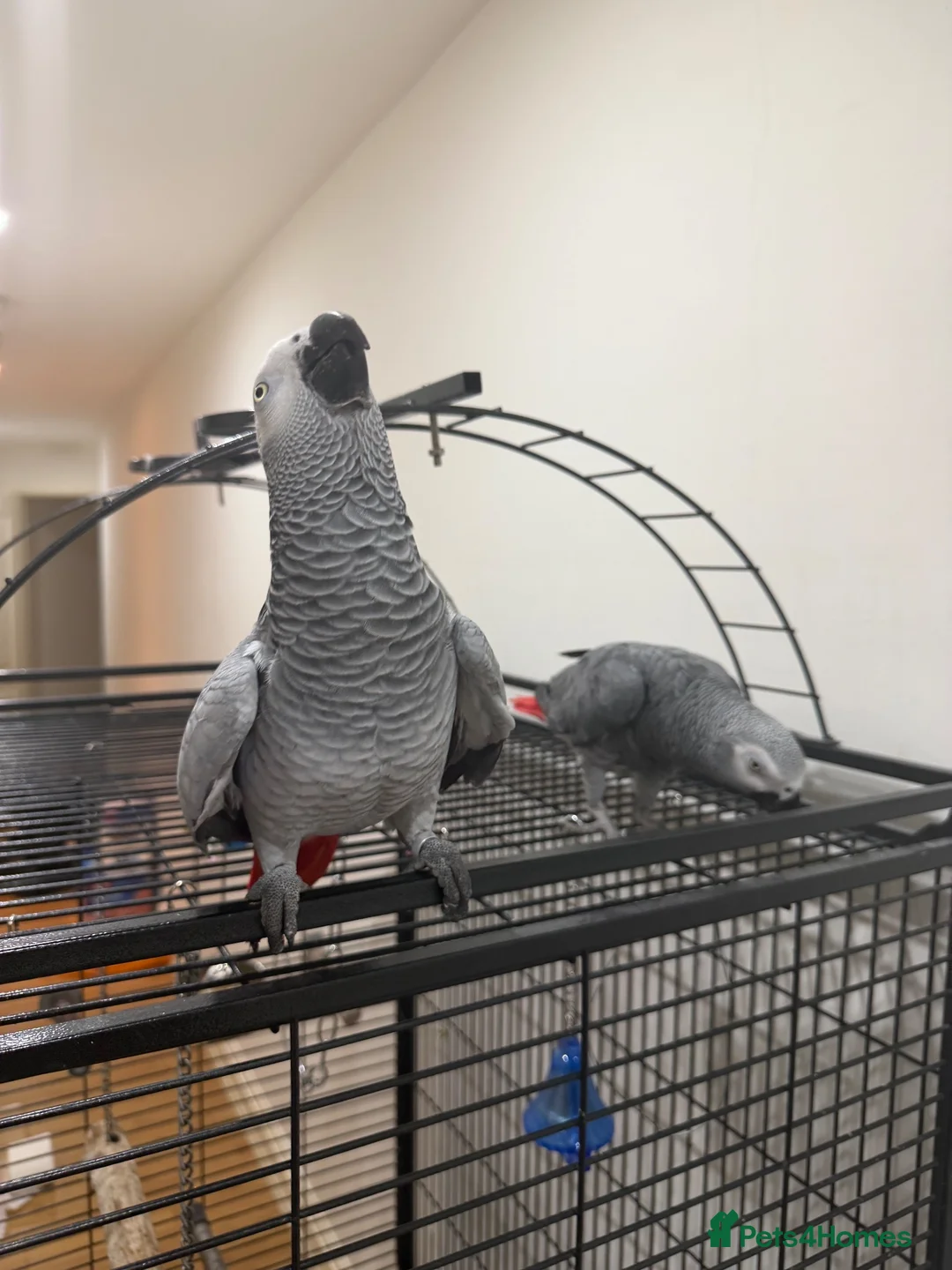 Parrots birds for sale: Breeding pair of African greys in Stockton-on-Tees - Advert 1