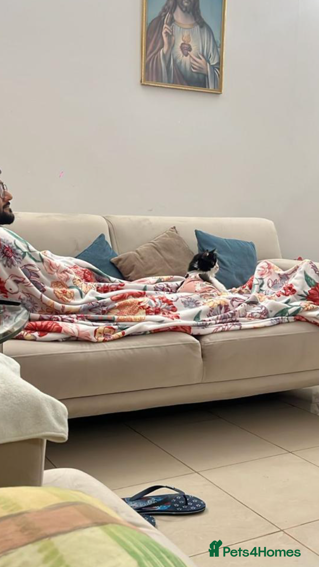 Mixed Breed cats for adoption: SUSHI - mix Persian girl fun affectionate spayed - Advert 4