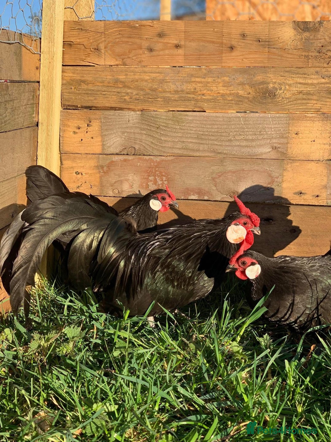 Chickens poultry for sale: Rose comp 1 cock and 4 hens laying - Image 2