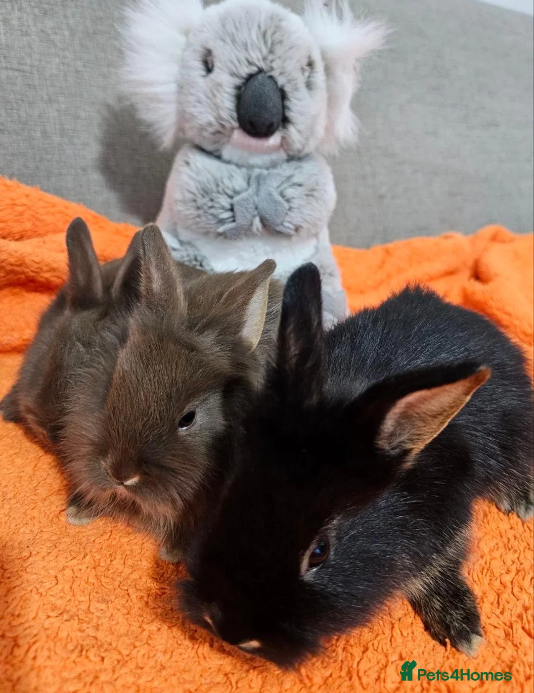 Mixed Breed rabbits for sale: Adorable Bunnies for Sale! - Advert 10