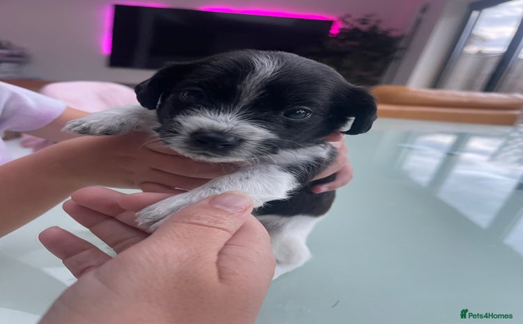 Mixed Breed dogs - Advert 4