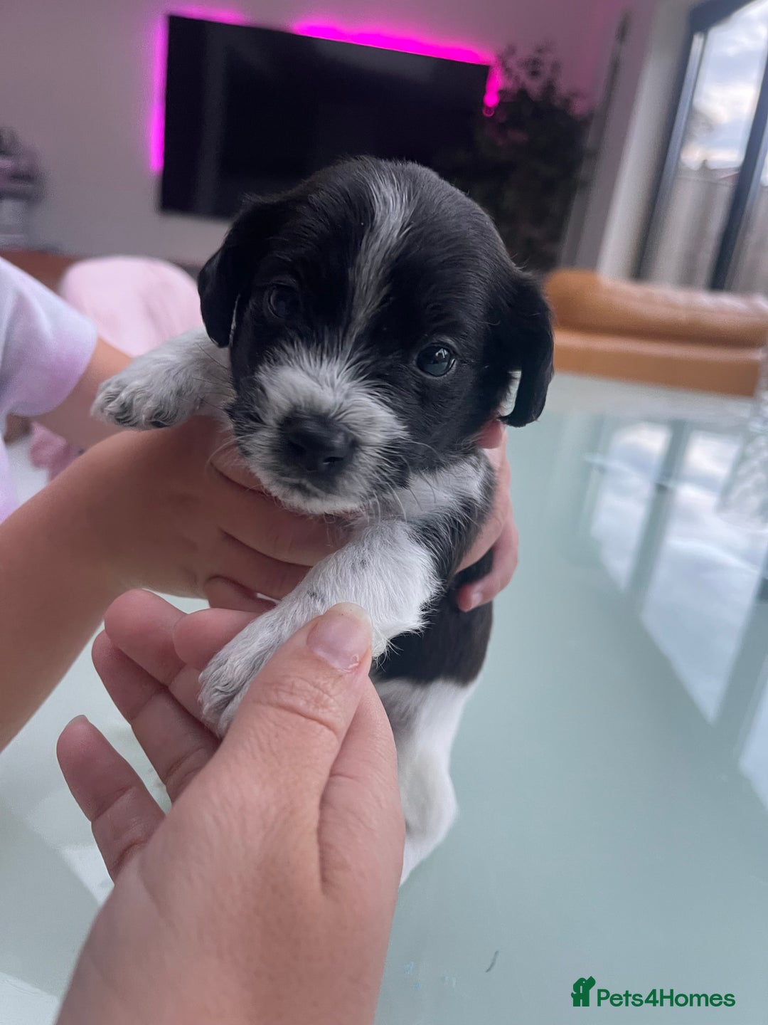 Mixed Breed dogs for sale: 3 male Jackapoo Pups - Image 7