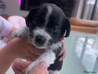 Mixed Breed dogs - Advert 19