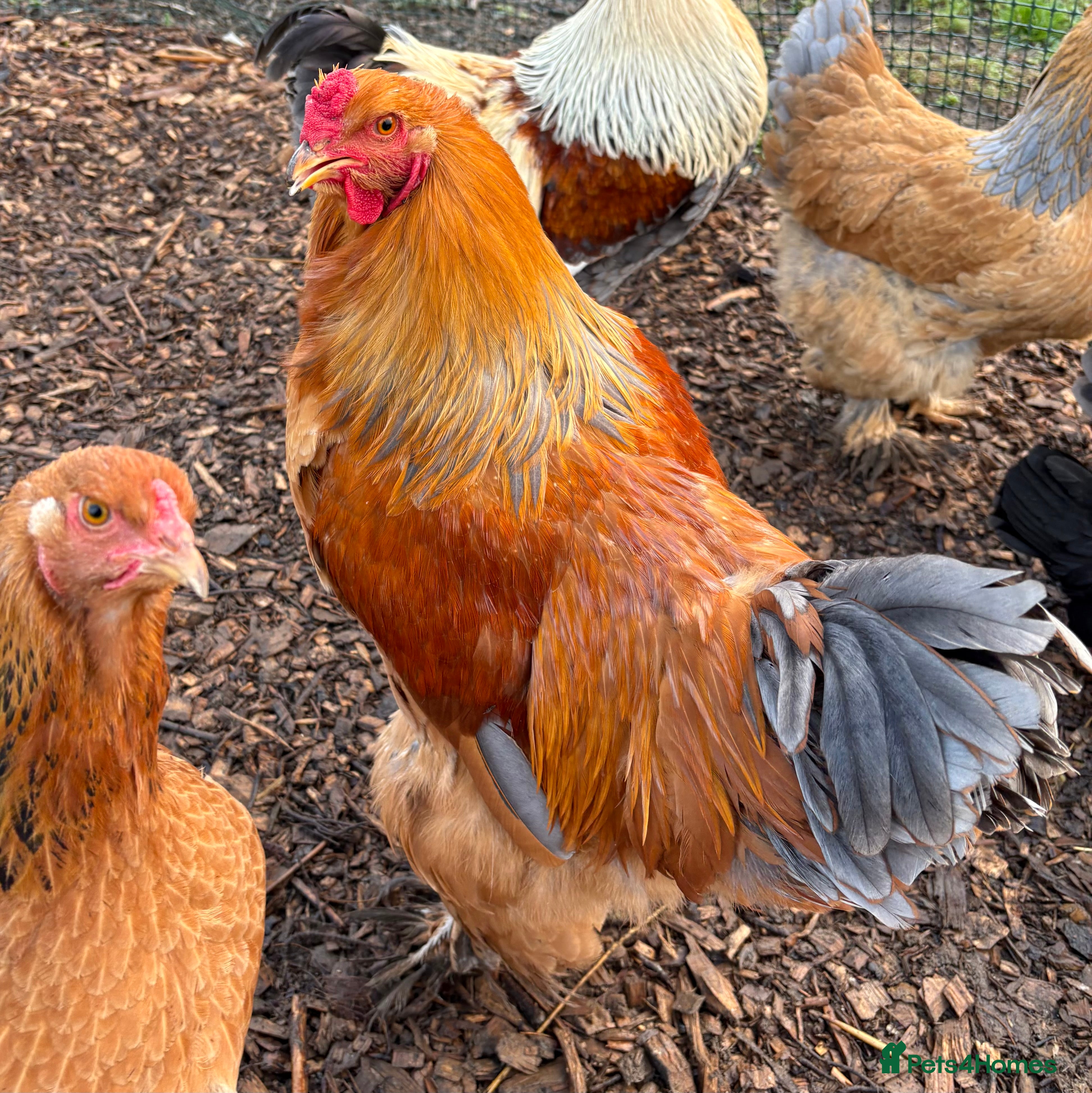 Chickens poultry Brahma Large Fowl Cockerel & Pullets - Advert 17