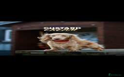 Dachshund dogs for sale: 1 girl and 2 boys miniature long haired dachshunds - Image 6