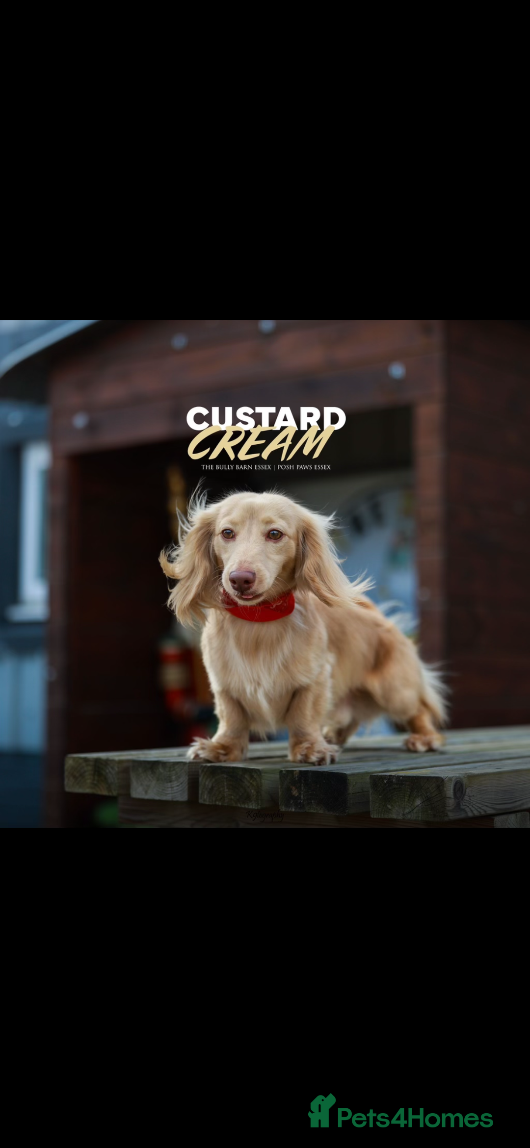 Dachshund dogs for sale: 1 girl and 2 boys miniature long haired dachshunds - Image 6