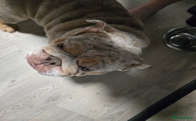 English Bulldog dogs - Advert 1
