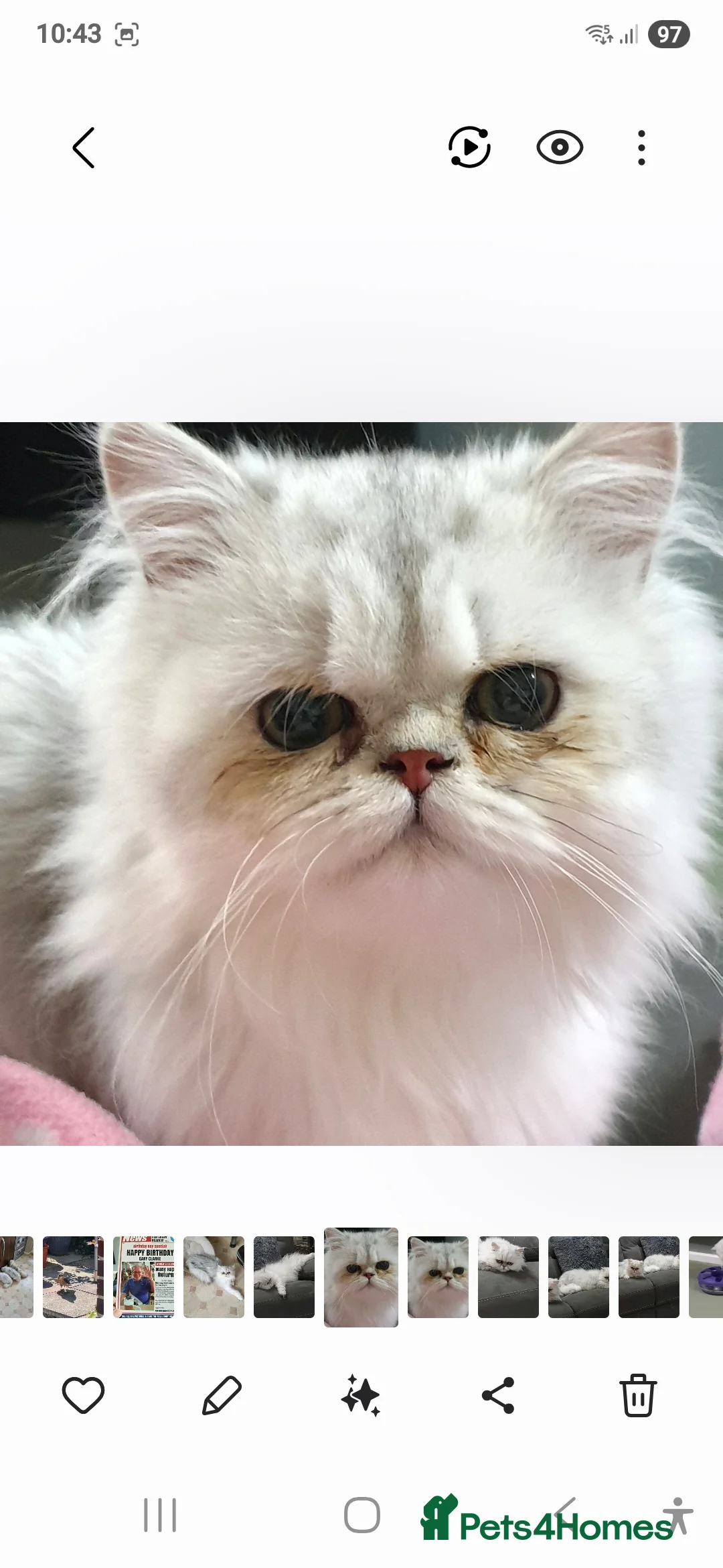 Persian cats for stud: Chinchilla Persian. My Rafa in Billingshurst - Advert 1