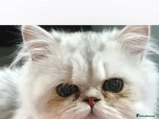 Persian cats Chinchilla Persian. My Rafa - Advert 3