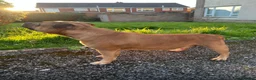 Staffordshire Bull Terrier dogs for sale: 3 female - Red Staffordshire puppies for sale - Advert 7