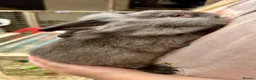 Mixed Breed rabbits for sale: Young rabbits, 9-11 weeks old - Advert 7