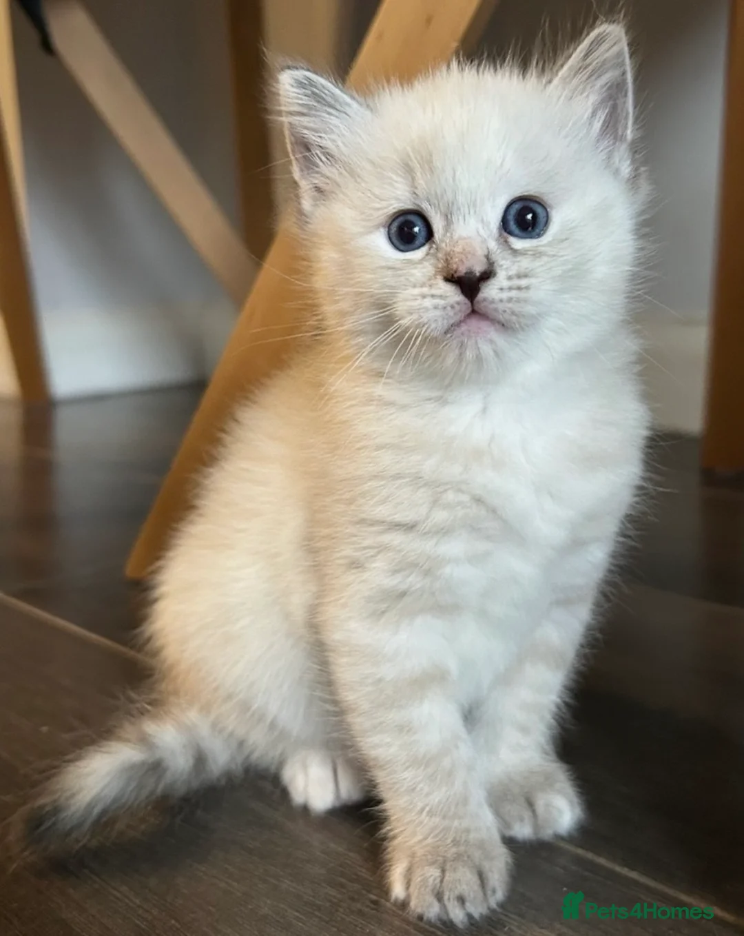 Ragdoll cats for sale: Ragdoll torie/flame/lynx x kittens - Advert 16