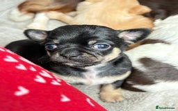 Chihuahua dogs for sale: Long Haired Applehead puppies - Advert 15