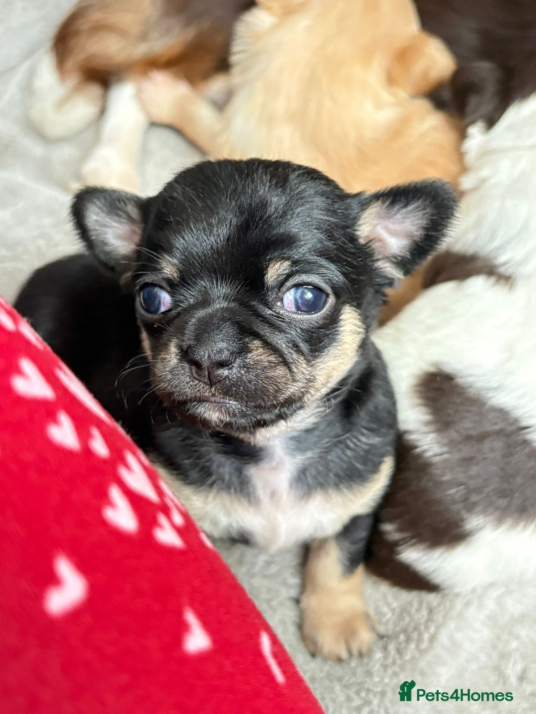 Chihuahua dogs for sale: Long Haired Applehead puppies - Advert 15