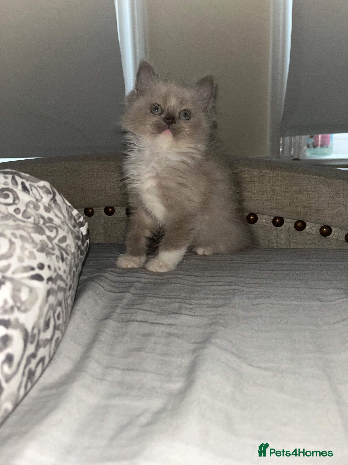 Ragdoll cats for sale: Mink ragdoll kittens all male  - Advert 14