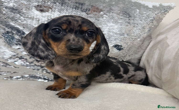 Miniature Dachshund dogs Miniature dachshund * just one boy available * - Advert 8