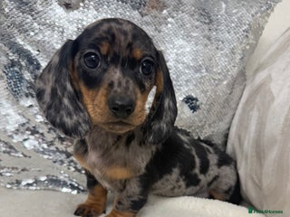 Miniature Dachshund dogs Miniature dachshund * just one boy available * - Advert 10