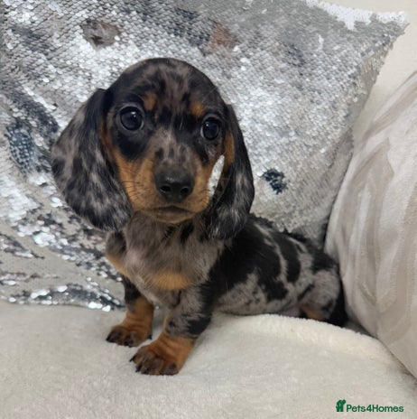 Miniature Dachshund dogs Miniature dachshund * just one boy available * - Advert 8
