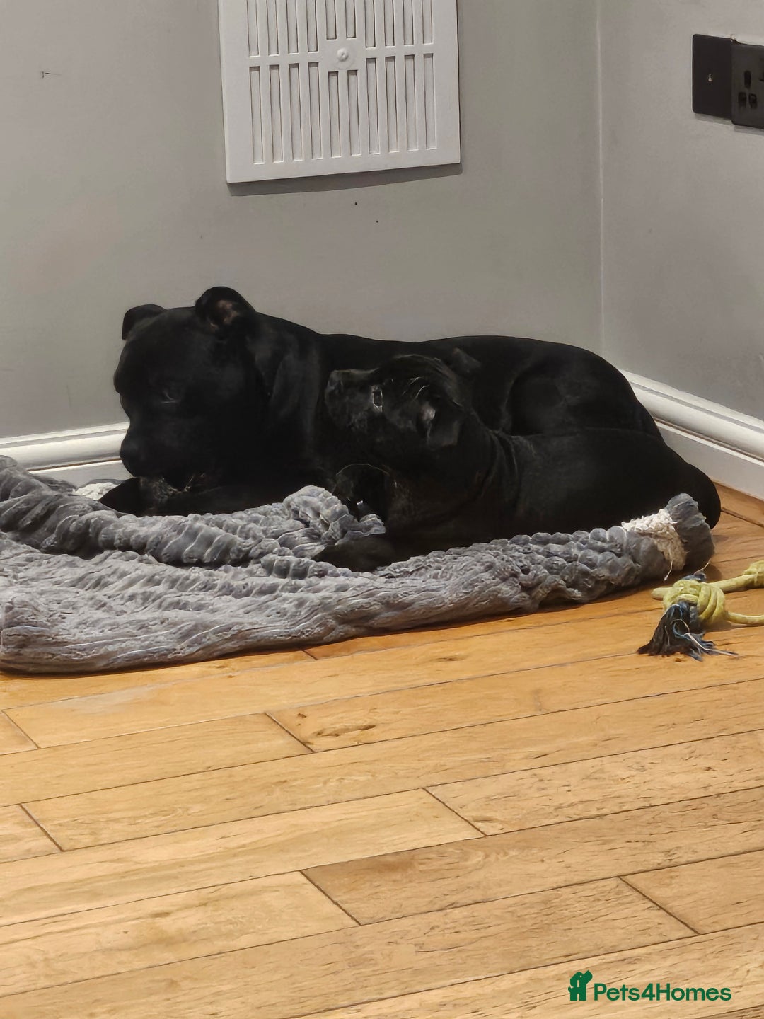 Staffordshire Bull Terrier dogs for sale: Stunning black girl - Image 8