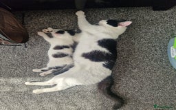 Mixed Breed cats for sale: 2 beautiful kittens  - Image 5